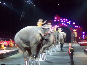 Elephants