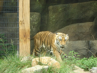 tiger